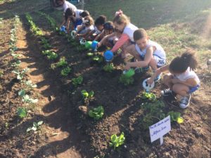 Educação Nutricional - Horta Sesc Ler Goiana